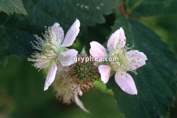 Murier sauvage (Rubus fruticosus) - fleurs et jeune fruit - gryphea.com